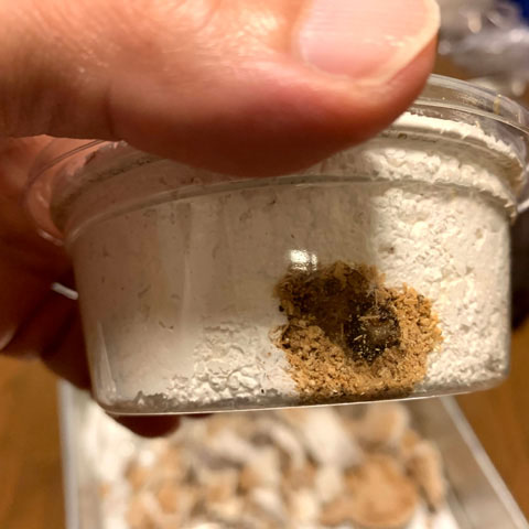 国産オオクワガタ 菌糸ビンを無駄にしないために 菌床カップ